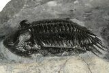 Mrakibina Trilobite - Mrakib, Morocco #352622-2